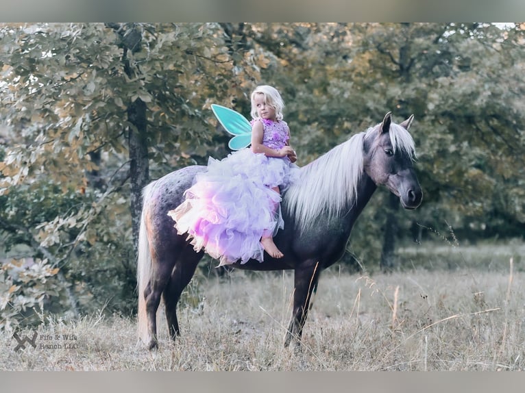 Altri pony/cavalli di piccola taglia Giumenta 6 Anni 122 cm in Macomb