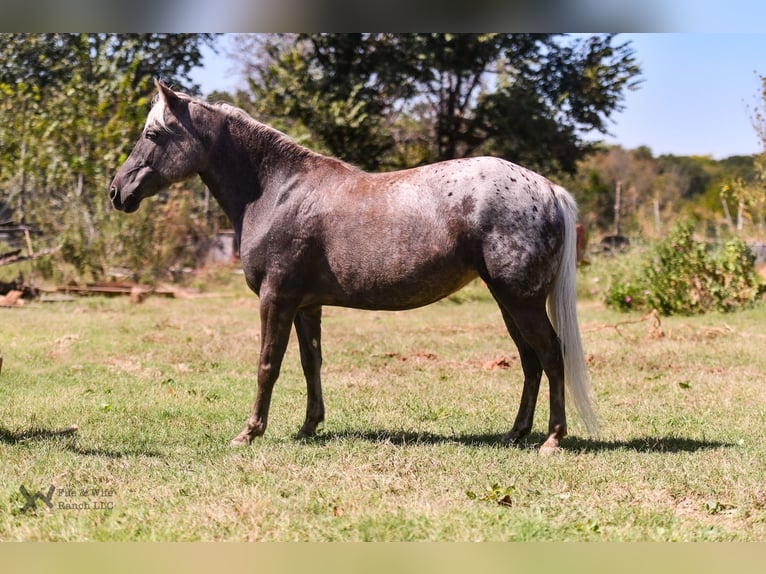 Altri pony/cavalli di piccola taglia Giumenta 6 Anni 122 cm in Macomb