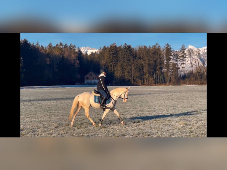 Altri pony/cavalli di piccola taglia Giumenta 6 Anni 137 cm Cremello in Schlins