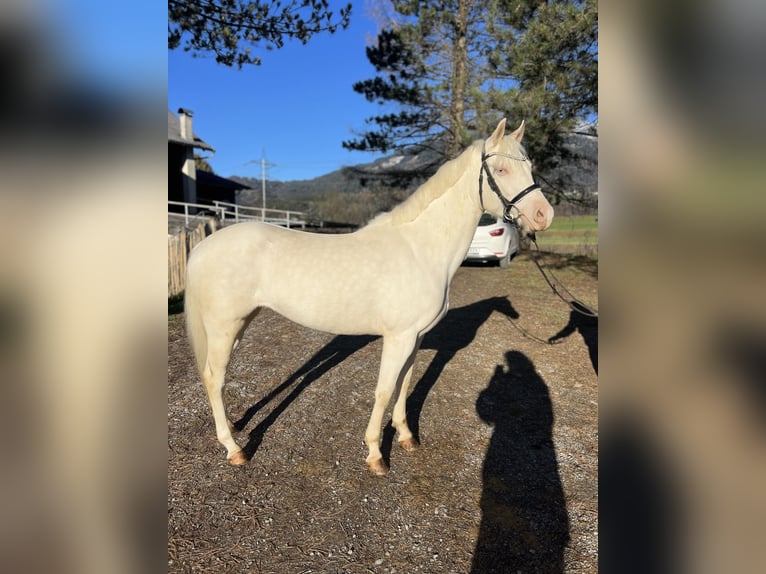 Altri pony/cavalli di piccola taglia Giumenta 6 Anni 137 cm Cremello in Schlins