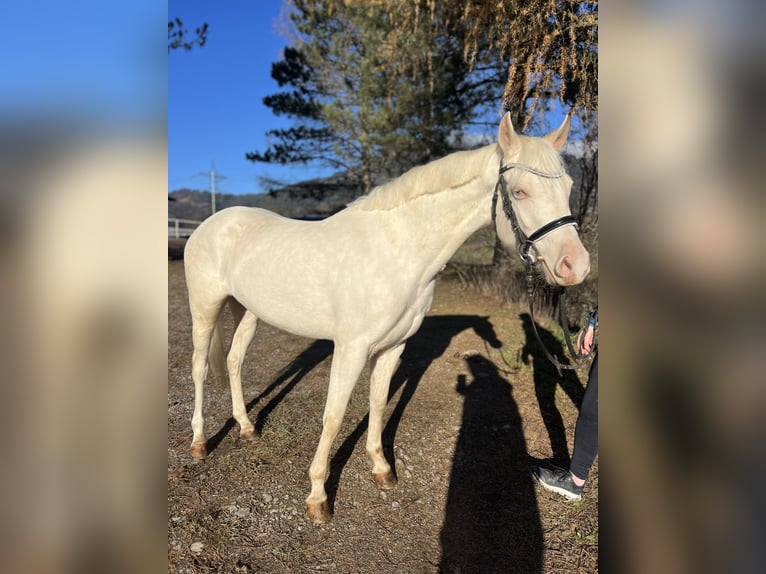 Altri pony/cavalli di piccola taglia Giumenta 6 Anni 137 cm Cremello in Schlins