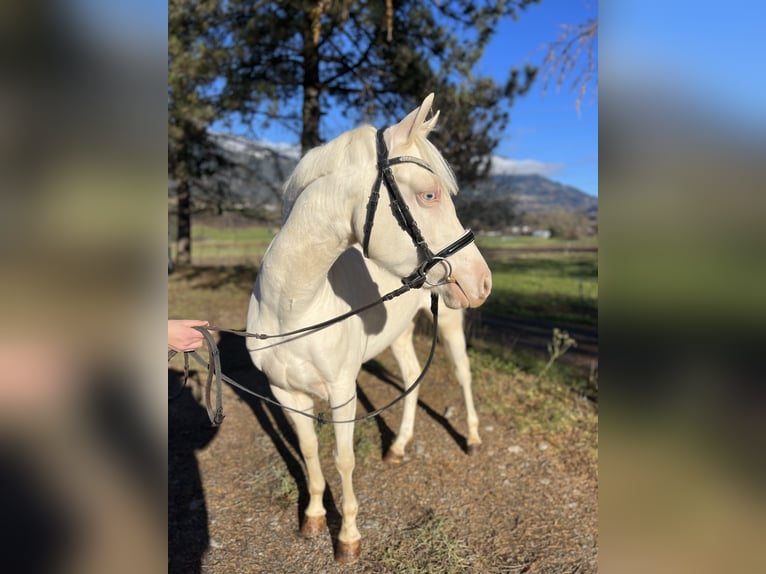 Altri pony/cavalli di piccola taglia Giumenta 6 Anni 137 cm Cremello in Schlins