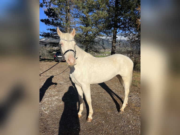 Altri pony/cavalli di piccola taglia Giumenta 6 Anni 137 cm Cremello in Schlins