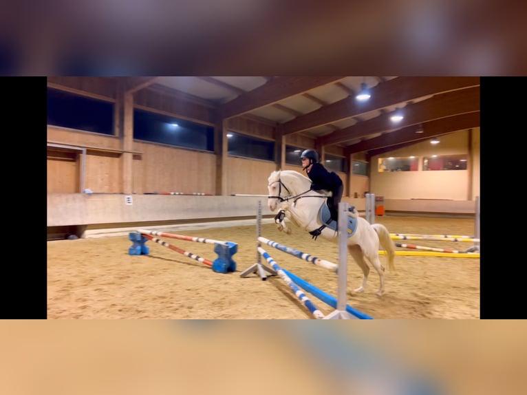 Altri pony/cavalli di piccola taglia Giumenta 6 Anni 137 cm Cremello in Schlins