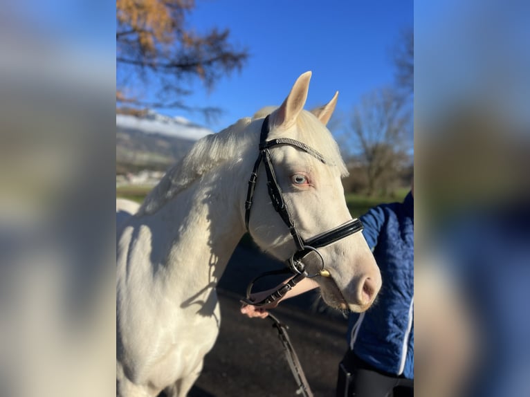 Altri pony/cavalli di piccola taglia Giumenta 6 Anni 137 cm Cremello in Schlins