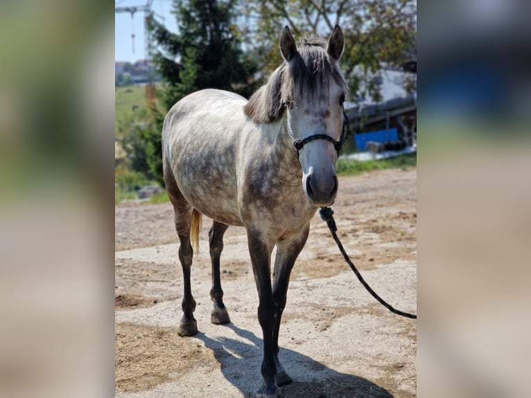 Altri pony/cavalli di piccola taglia Giumenta 6 Anni 140 cm in Passau