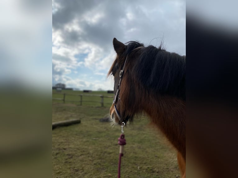 Altri pony/cavalli di piccola taglia Giumenta 6 Anni 143 cm Baio in Eggermühlen OT Bockraden