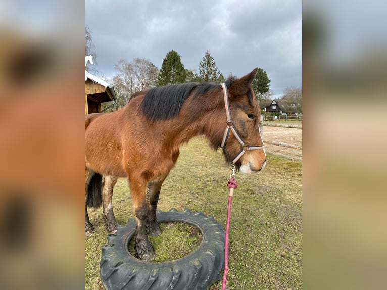 Altri pony/cavalli di piccola taglia Giumenta 6 Anni 143 cm Baio in Eggermühlen OT Bockraden