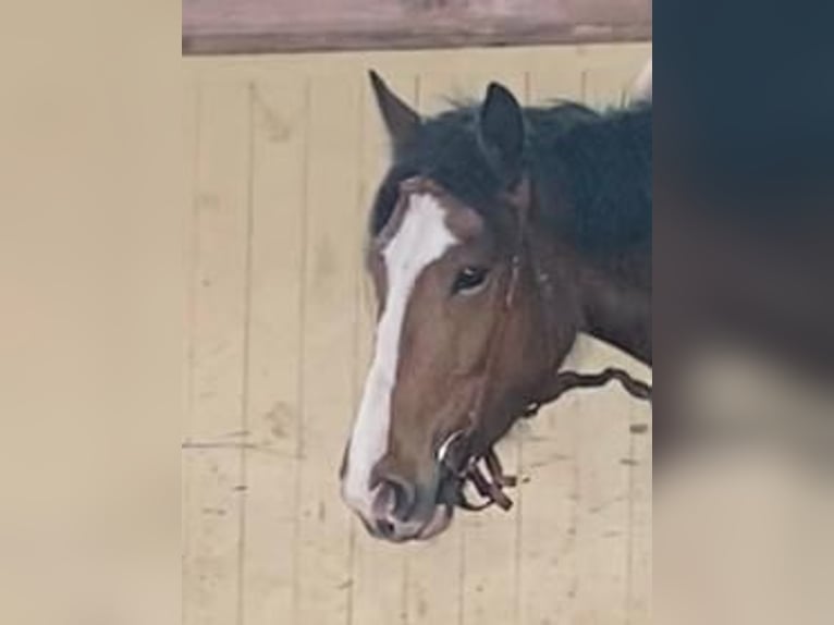 Altri pony/cavalli di piccola taglia Giumenta 6 Anni 143 cm Baio in Eggermühlen OT Bockraden