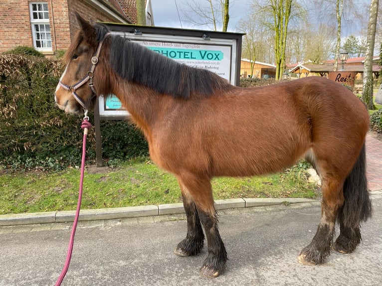 Altri pony/cavalli di piccola taglia Giumenta 6 Anni 143 cm Baio in Eggermühlen OT Bockraden