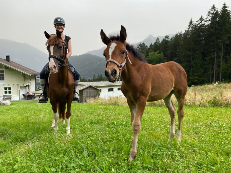 Altri pony/cavalli di piccola taglia Giumenta 6 Anni 144 cm Sauro in Vandans