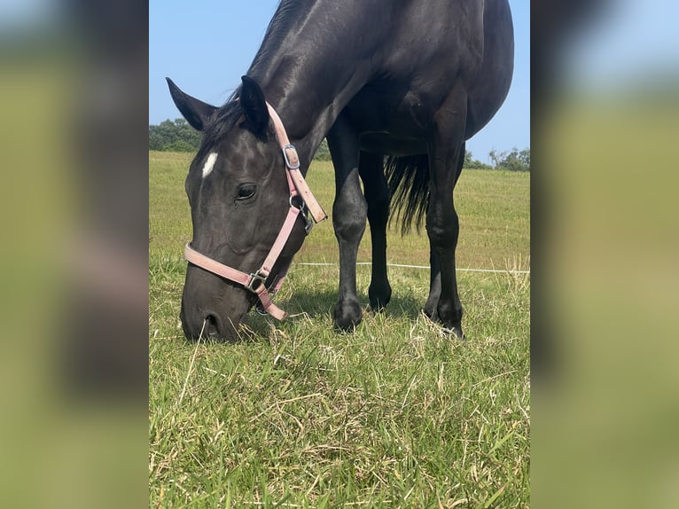 Altri pony/cavalli di piccola taglia Giumenta 6 Anni 145 cm in EssenEssen