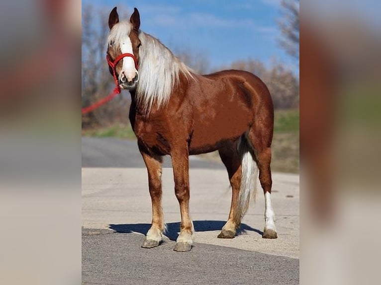 Altri pony/cavalli di piccola taglia Giumenta 6 Anni 147 cm in Deggendorf