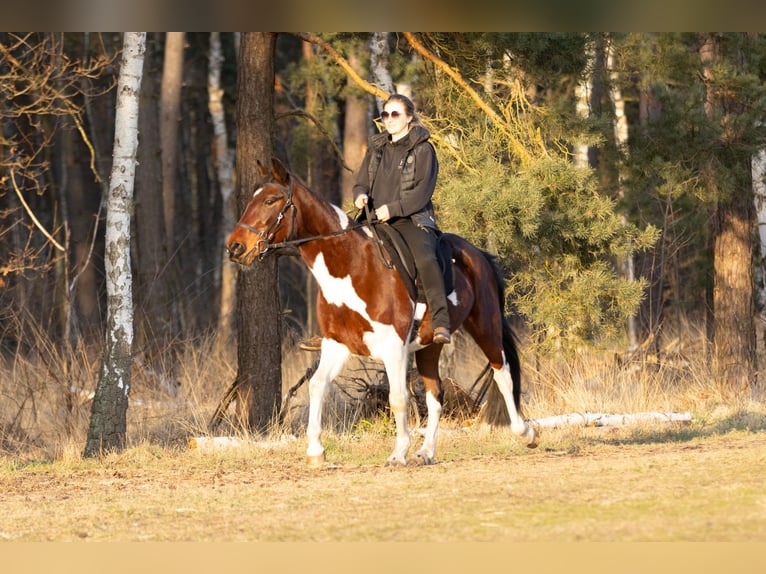 Altri pony/cavalli di piccola taglia Giumenta 6 Anni 150 cm Pezzato in Ribbesbüttel