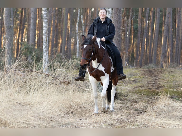 Altri pony/cavalli di piccola taglia Giumenta 6 Anni 150 cm Pezzato in Ribbesbüttel