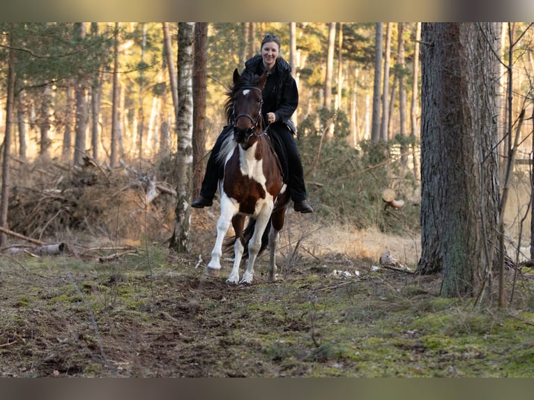 Altri pony/cavalli di piccola taglia Giumenta 6 Anni 150 cm Pezzato in Ribbesbüttel