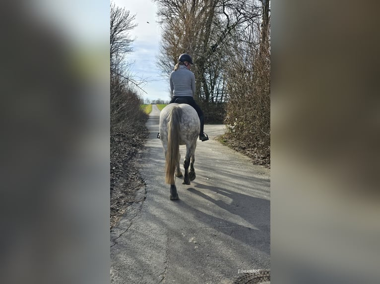 Altri pony/cavalli di piccola taglia Giumenta 6 Anni 151 cm Grigio pezzato in Bad Camberg