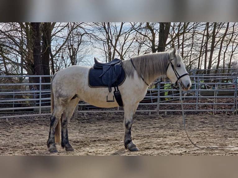 Altri pony/cavalli di piccola taglia Giumenta 6 Anni 151 cm Grigio pezzato in Bad Camberg