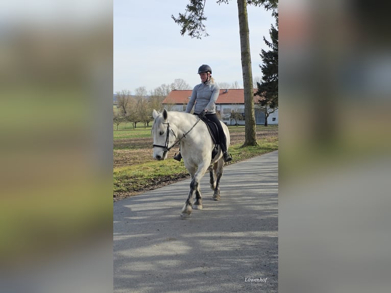 Altri pony/cavalli di piccola taglia Giumenta 6 Anni 151 cm Grigio pezzato in Bad Camberg