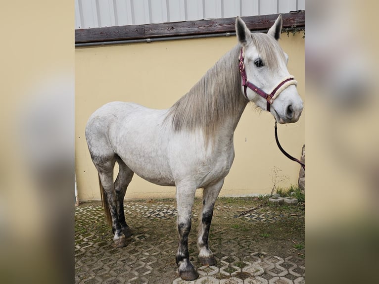 Altri pony/cavalli di piccola taglia Giumenta 6 Anni 151 cm Grigio pezzato in Bad Camberg