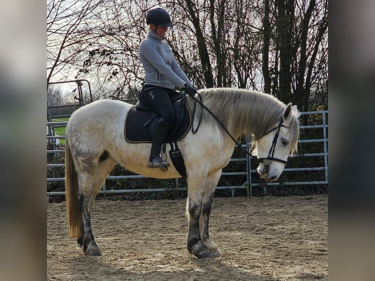 Altri pony/cavalli di piccola taglia Giumenta 6 Anni 151 cm Grigio pezzato in Bad Camberg