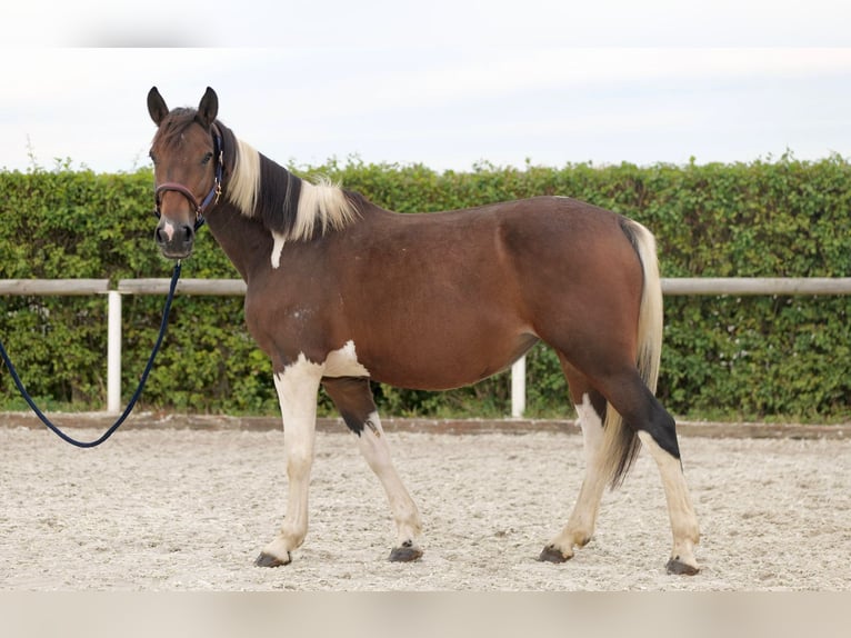 Altri pony/cavalli di piccola taglia Giumenta 6 Anni 155 cm Pezzato in Neustadt (Wied)