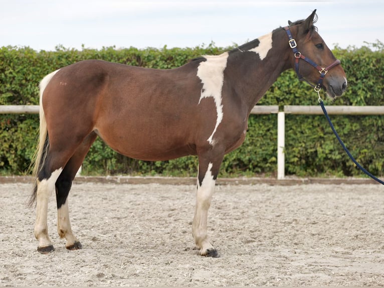 Altri pony/cavalli di piccola taglia Giumenta 6 Anni 155 cm Pezzato in Neustadt (Wied)