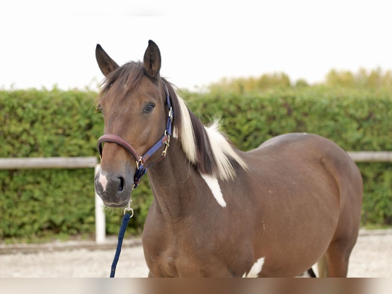 Altri pony/cavalli di piccola taglia Giumenta 6 Anni 155 cm Pezzato in Neustadt (Wied)