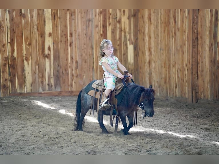 Altri pony/cavalli di piccola taglia Giumenta 6 Anni 69 cm Roano blu in Valley Springs, SD