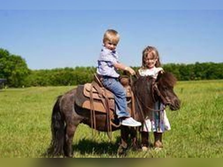 Altri pony/cavalli di piccola taglia Giumenta 6 Anni 69 cm Roano blu in Valley Springs, SD