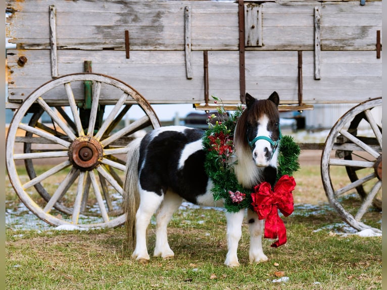 Altri pony/cavalli di piccola taglia Giumenta 6 Anni 74 cm in Nevis, MN