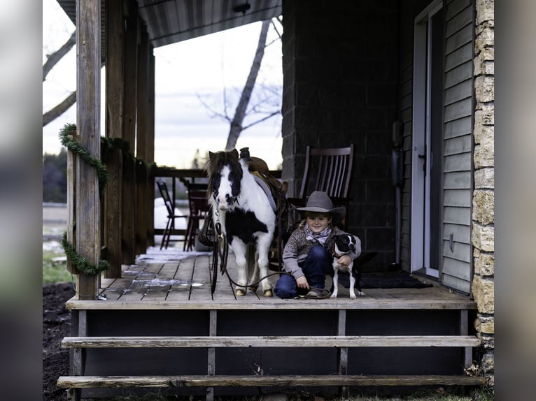 Altri pony/cavalli di piccola taglia Giumenta 6 Anni 74 cm in Nevis, MN