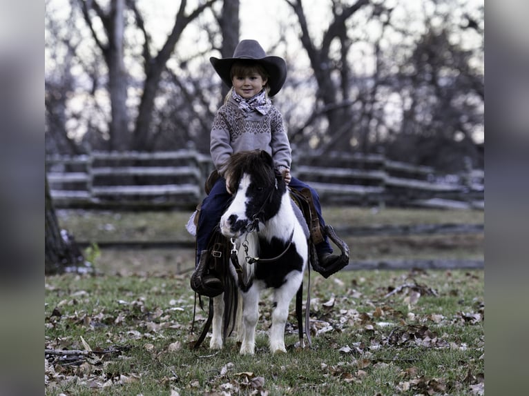 Altri pony/cavalli di piccola taglia Giumenta 6 Anni 74 cm in Nevis, MN