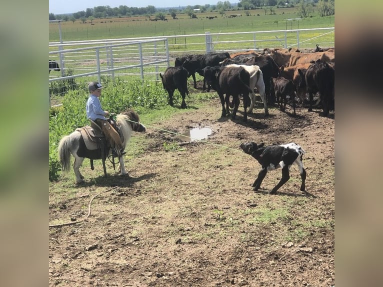 Altri pony/cavalli di piccola taglia Giumenta 6 Anni 74 cm in Nevis, MN