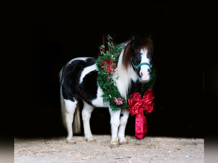 Altri pony/cavalli di piccola taglia Giumenta 6 Anni 74 cm in Nevis, MN