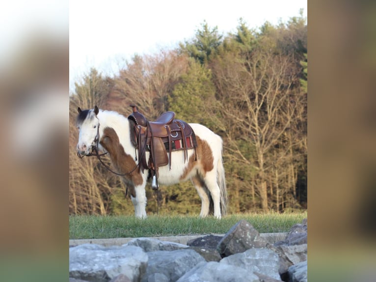 Altri pony/cavalli di piccola taglia Giumenta 6 Anni 91 cm Pezzato in Moshannon