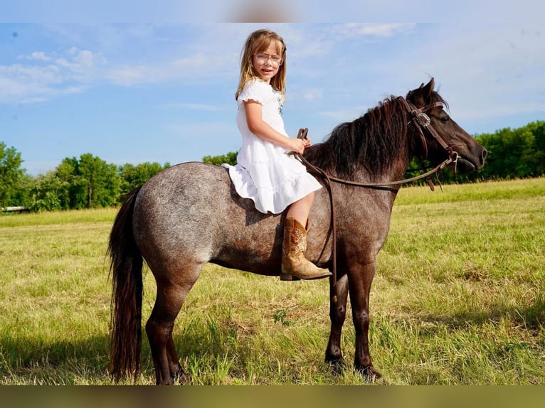 Altri pony/cavalli di piccola taglia Giumenta 6 Anni 91 cm Roano blu in Valley Springs