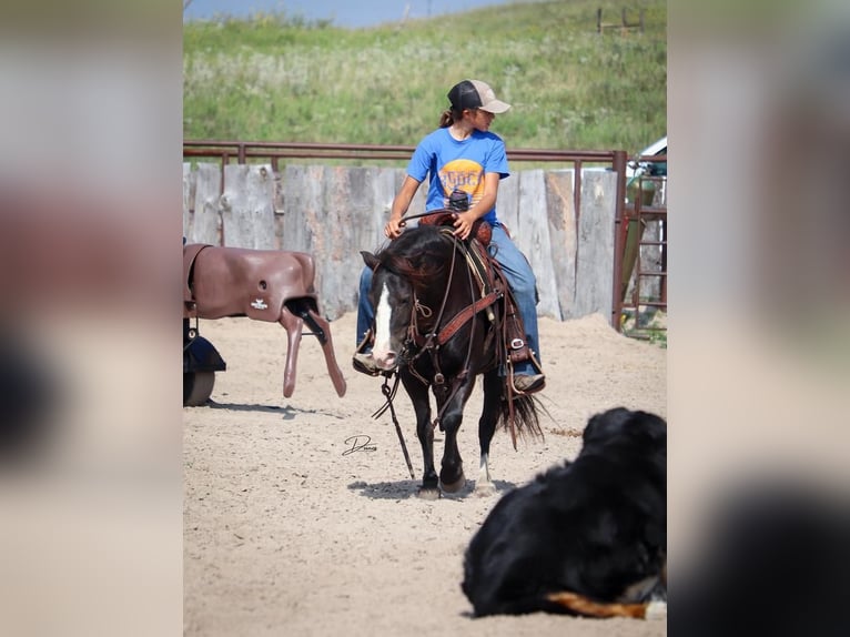 Altri pony/cavalli di piccola taglia Giumenta 7 Anni 117 cm Morello in Thedford, NE