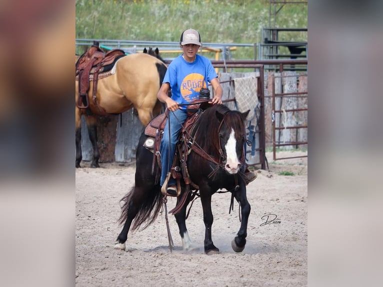 Altri pony/cavalli di piccola taglia Giumenta 7 Anni 117 cm Morello in Thedford, NE