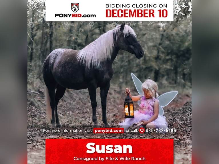 Altri pony/cavalli di piccola taglia Giumenta 7 Anni 122 cm in Macomb