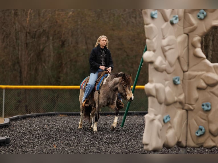 Altri pony/cavalli di piccola taglia Giumenta 7 Anni 124 cm in Quitman, AR