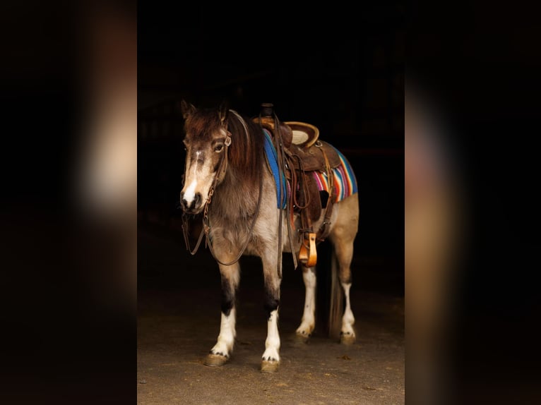 Altri pony/cavalli di piccola taglia Giumenta 7 Anni 124 cm in Quitman, AR