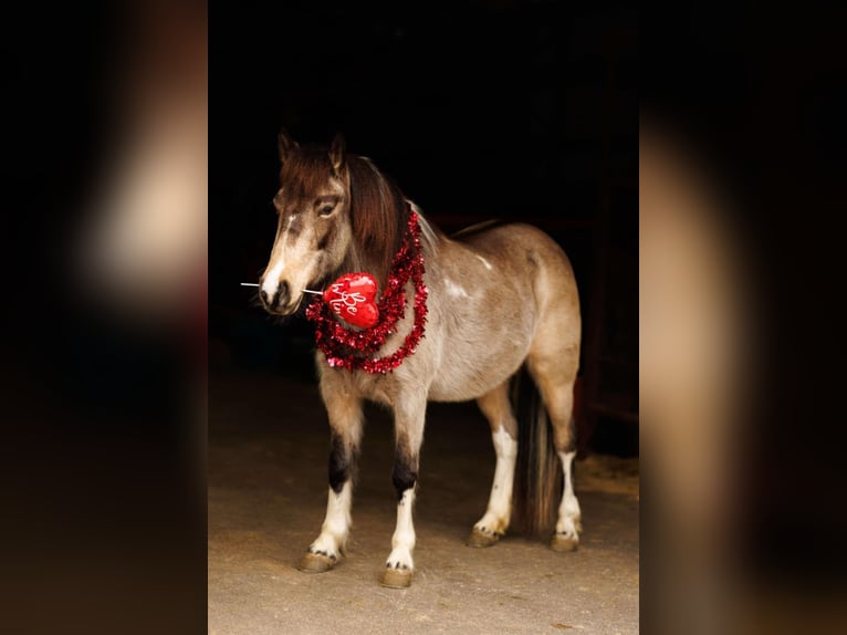 Altri pony/cavalli di piccola taglia Giumenta 7 Anni 124 cm in Quitman, AR