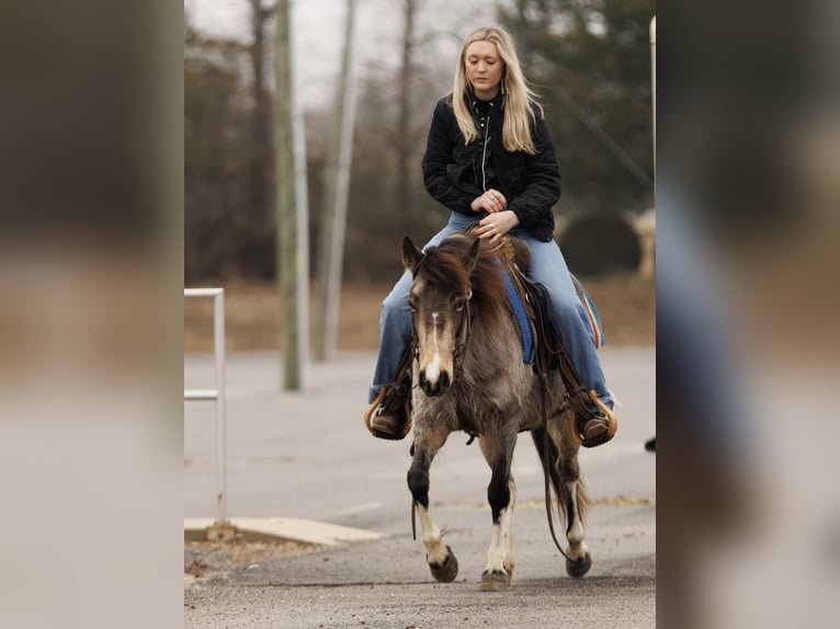 Altri pony/cavalli di piccola taglia Giumenta 7 Anni 124 cm in Quitman, AR