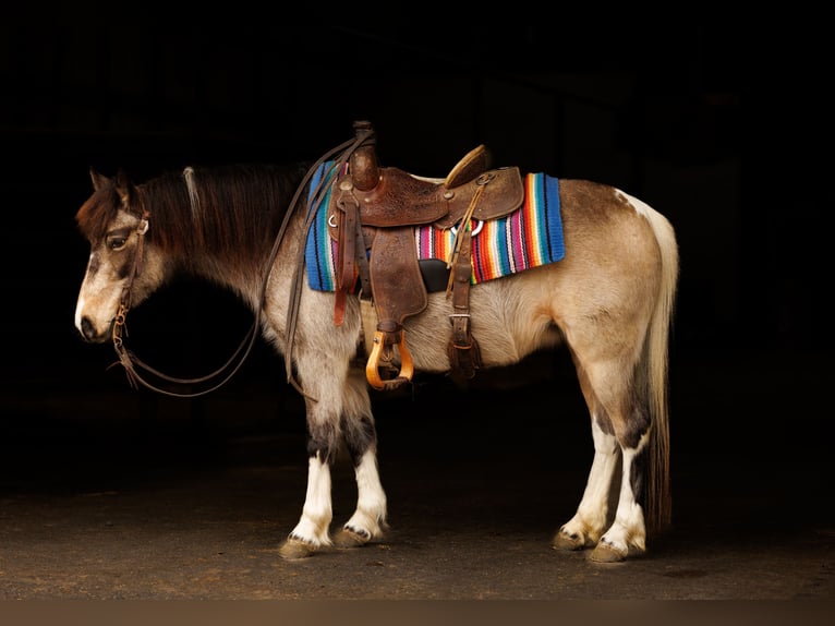 Altri pony/cavalli di piccola taglia Giumenta 7 Anni 124 cm in Quitman, AR