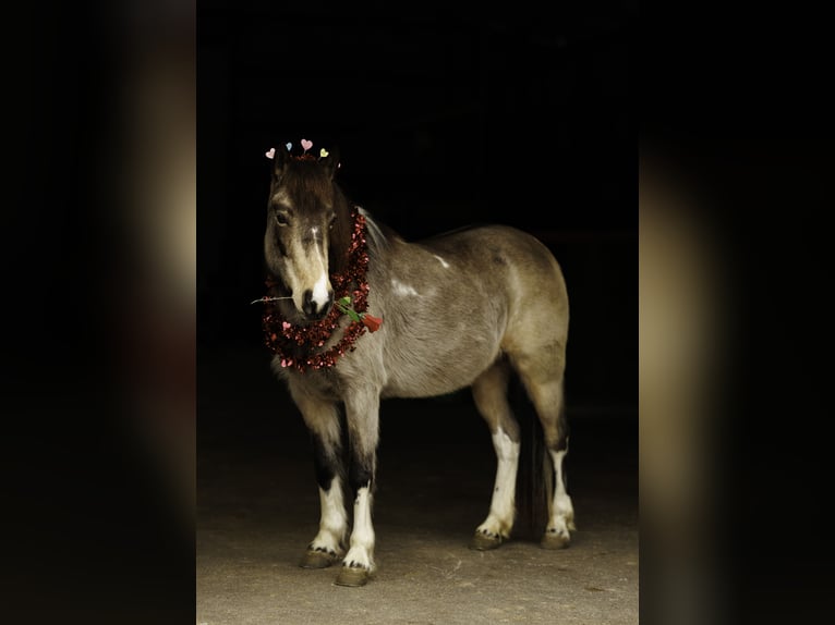 Altri pony/cavalli di piccola taglia Giumenta 7 Anni 124 cm in Quitman, AR