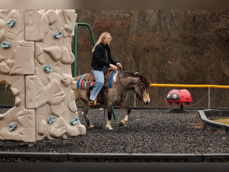 Altri pony/cavalli di piccola taglia Giumenta 7 Anni 124 cm in Quitman, AR