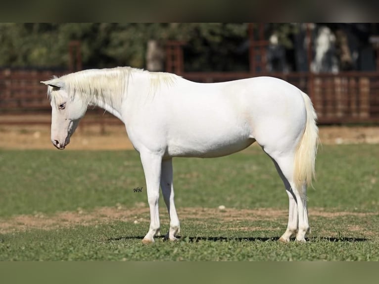 Altri pony/cavalli di piccola taglia Giumenta 7 Anni 130 cm Bianco in Stephenville