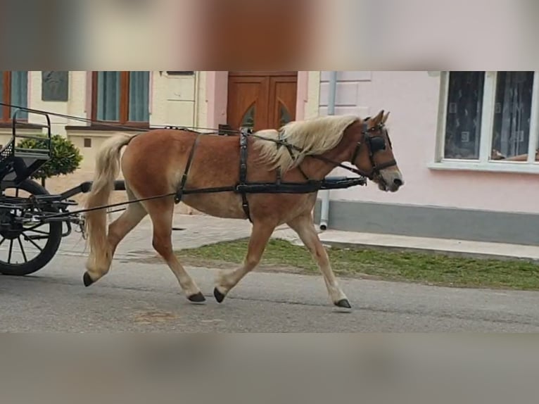 Altri pony/cavalli di piccola taglia Giumenta 7 Anni 135 cm Sauro in Kirchbichl