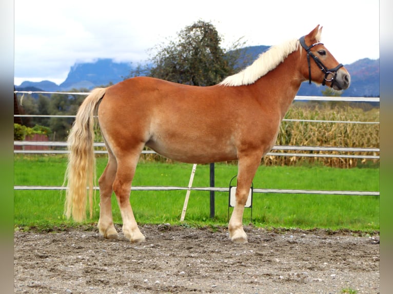 Altri pony/cavalli di piccola taglia Giumenta 7 Anni 135 cm Sauro in Kirchbichl